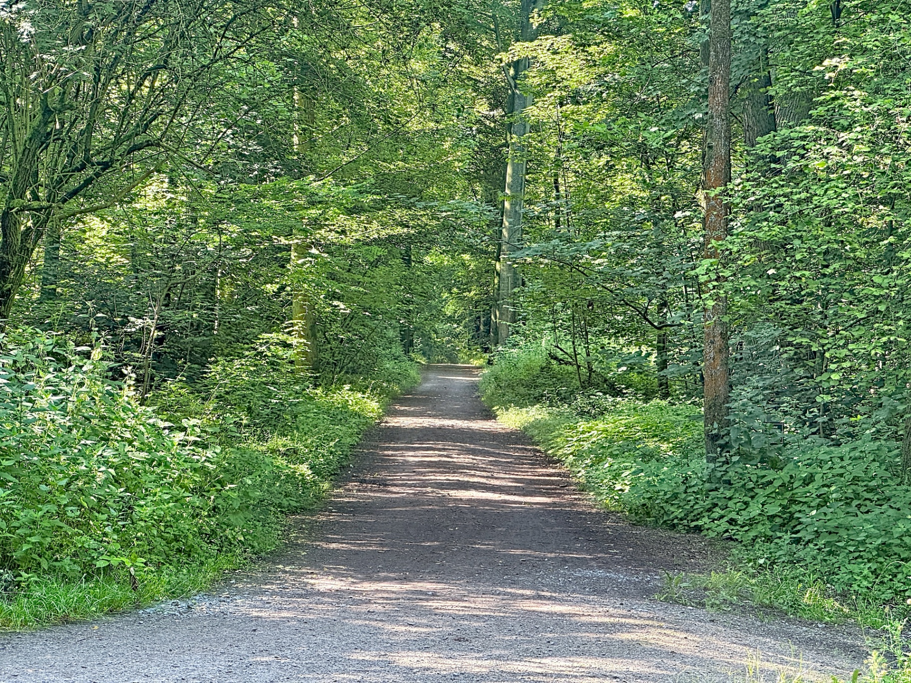 La forêt de Soignes à Auderghem
