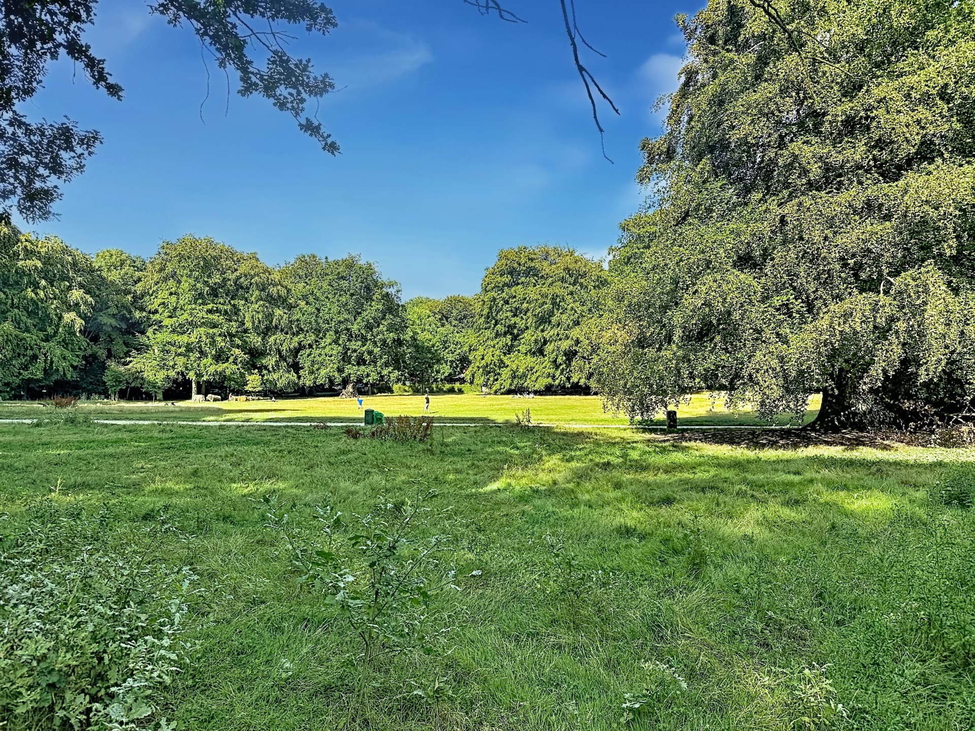 Grande pelouse verdoyante bordée d'arbres dans un parc boisé à Uccle