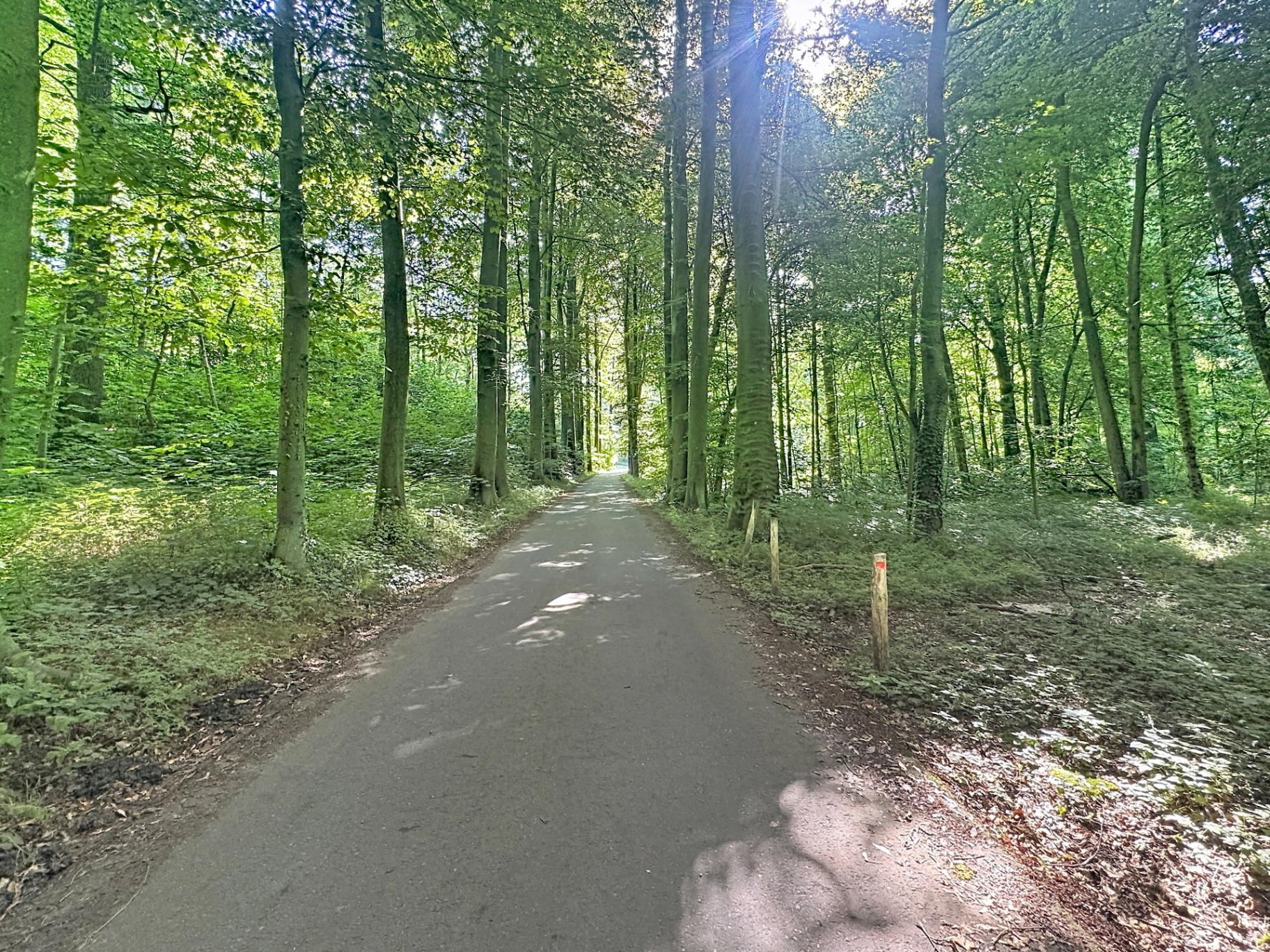 Un sentier de la forêt de Soignes à Auderghem